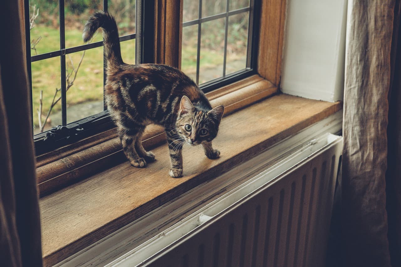 A tabby cat walking along a sunny window sill above a radiator