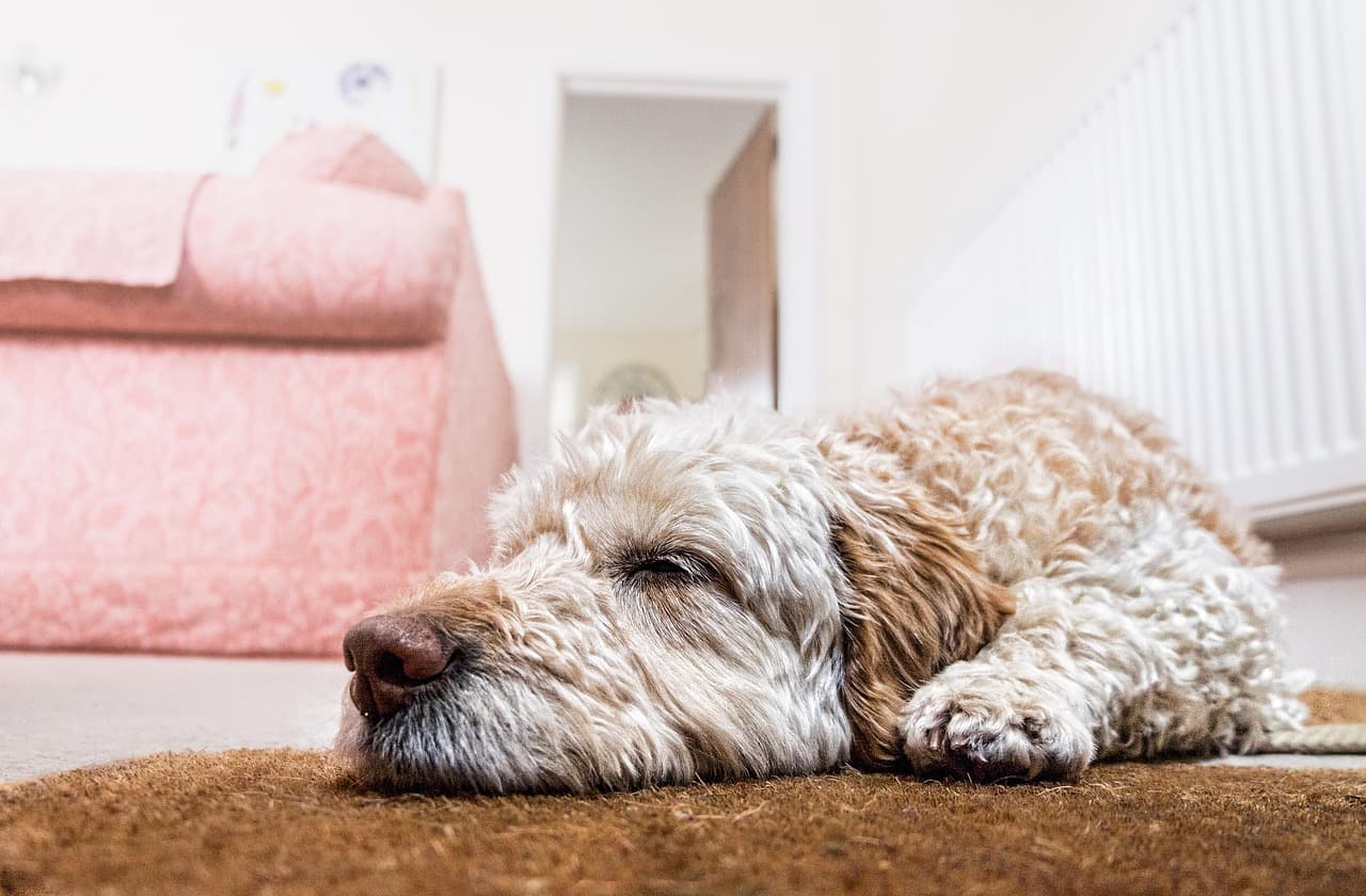 A sleepy dog stretched out on the floor beside a white radiator